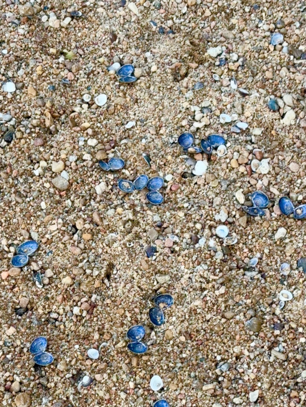 My River Blue Shell Pendant on Sapphire Double Strand Necklace