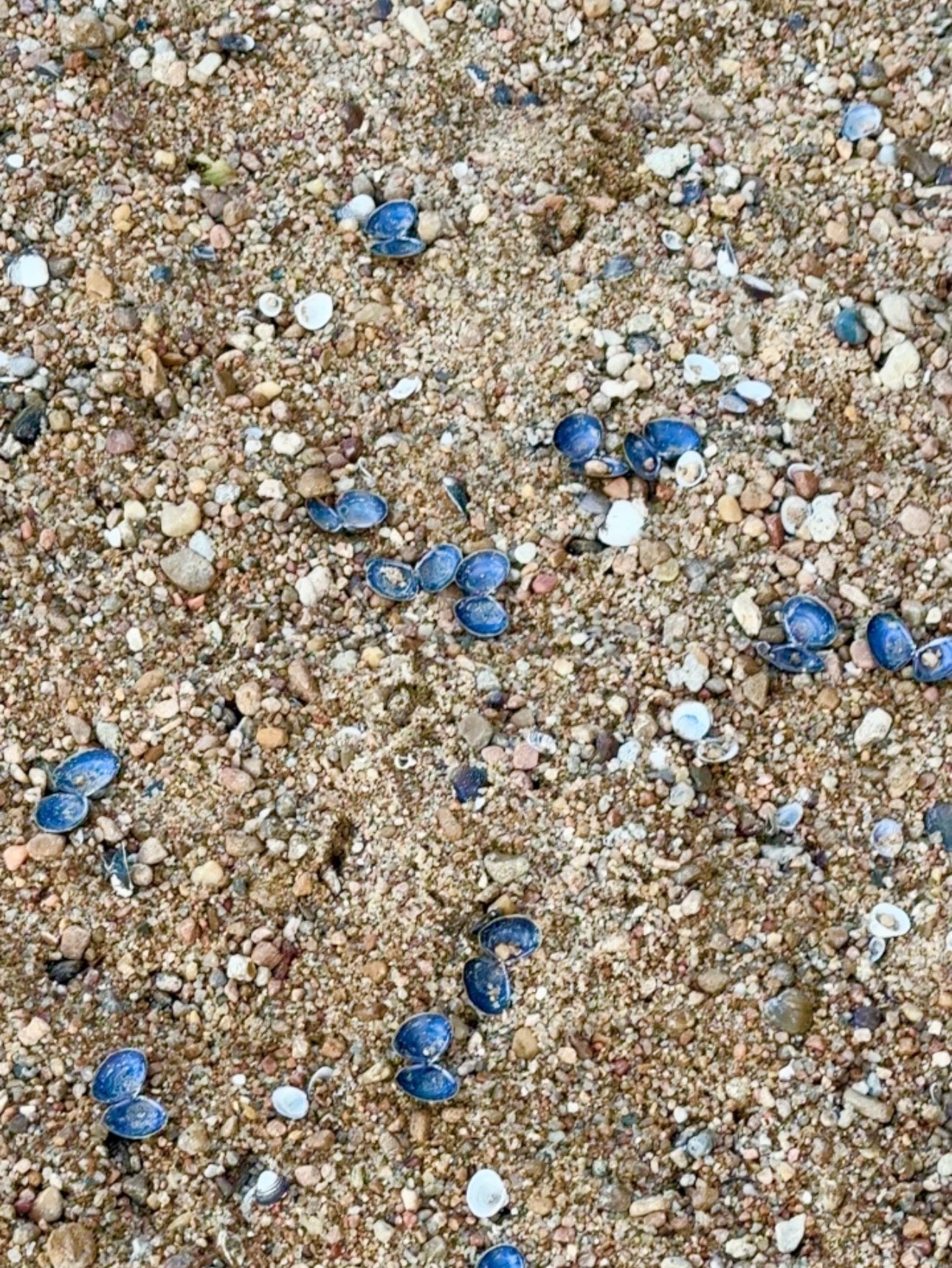 My River Blue Shell Pendant on Sapphire Double Strand Necklace